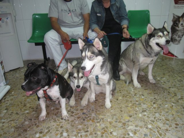 Rufus, Luna, Zara y Cala